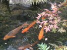 錦鯉ゆらめく庭園で、四季の移ろいを感じる癒しのひととき。(庭園)
