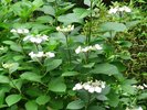 静寂を映す、「白紫陽花」の庭模様(庭園) ・開花目安は6月頃