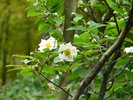 季節を映す庭に、心ほどける「沙羅の花」(庭園) ・開花目安は6月中旬