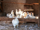 裏庭には鶏小屋も。烏骨鶏などを育てております。