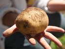 じゃがいもの「種イモ植え体験」100日後の美味しいを育てる「植える」ファーム体験
