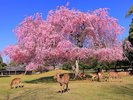 奈良公園 桜