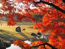 奈良公園 紅葉