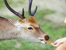 奈良公園の鹿せんべい、周囲に気をつけないと鹿に囲まれます。ご注意下さい。