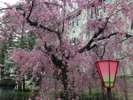 【桜の通り抜け】造幣局(ホテルより徒歩・バス17分)