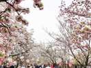 【桜の通り抜け】造幣局(ホテルより徒歩・バス17分)