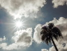 ヤシの木と太陽