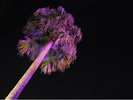 夜はヤシの木が全てイルミネーションライトアップ