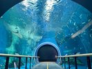 琵琶湖博物館水中トンネル1