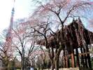 【増上寺】都営地下鉄浅草線ご利用で約20分