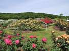 ◆越後丘陵公園のばら園◆(長岡市車で約15分)