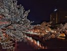 福島江の桜とホテル
