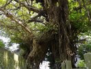 奈良尾のあこう樹(奈良尾神社) 巨木の根が二股に分かれ、まるで天然の鳥居に(ホテルより車約45分)