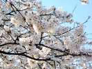 桜は例年、4月上旬が見ごろです♪※イメージ
