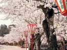 【熊坂川の桜並木】夜は“ぼんぼり”が灯され、夜桜も楽しめます☆※画像提供元:KAGA旅まちネット