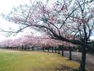 【加賀市中央公園】広い公園でご家族連れにおすすめです!※画像提供元:KAGA旅まちネット