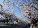 【熊坂川の桜並木】全長1qに渡りソメイヨシノが続く桜の名所です♪※画像提供元:KAGA旅まちネット