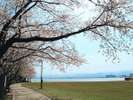 【柴山潟湖畔公園】桜と柴山潟越しの白山が同時に見られます♪※画像提供元:KAGA旅まちネット
