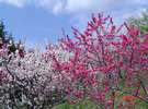 春。　富貴の森は赤、白、ピンクの花桃に包まれます。