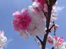 春　富貴の森は赤、白、ピンクの花桃に包まれます。