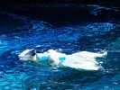 ◆周辺観光|円山動物園 ホッキョクグマ(公共交通機関で約21分)