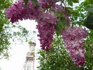 ◆周辺観光|さっぽろライラック祭り(徒歩で約8分)