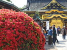 【上野東照宮】徳川家康を神様として祀った神社、国の重要文化財に指定されています。「写真提供:台東区」