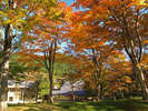 当庵でも紅葉をお楽しみいただけます♪