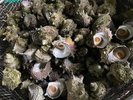 越前海岸で揚がったサザエを壺焼きで