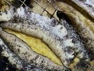 アワビを炭火で踊り焼き