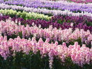 歩いてすぐのお花畑です。3月末まで楽しめます。