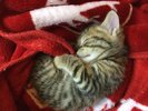 新しい猫ちゃんが仲間入りしました。