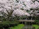 【兼六園】水戸の偕楽園、岡山の後楽園と並ぶ日本三名園の1つ。加賀百万石の栄華を伝える歴史的遺産