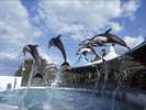 【のとじま水族館】イルカのショーや生き物とのふれあいイベントがもりだくさん