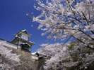 【金沢城公園】春は城と桜の見事なコントラストを楽しめます
