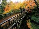 【鶴仙渓】とりわけ秋のこおろぎ橋の美しさは格別。赤や黄色の紅葉に染まります
