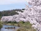 【大聖寺】名物の川下りでは手漕ぎの屋形船から見事な桜並木を堪能できます