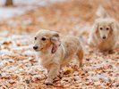 DOG PARK