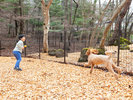 DOG PARK(犬種フリー) 【4月〜10月】15時〜20時 / 翌7時〜10時【11月〜3月】15時〜17時 /翌7時〜10時