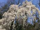 「円山公園」の枝垂れ桜