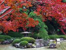 秋の日本庭園 紅葉を見ながら散策をお楽しみください