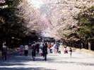 【北海道神宮】梅と桜が同時に咲く全国でも珍しいパワースポット♪