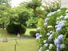 *【お庭】6月頃にはアジサイが楽しめます