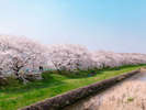 【流川の桜並木】原鶴の舞からお車で15分/川沿いに約1,000本の桜の木が並ぶお花見散歩スポット