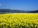 三春の菜の花畑(3月下旬)