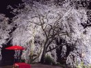 身延のしだれ桜(3月下旬頃)