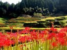 彼岸花と棚田