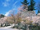 松坂城跡は四季折々の美しさが楽しめる場所としても知られています。