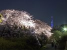 舞鶴公園・福岡城の夜桜A(写真提供:福岡市)