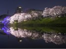 舞鶴公園・福岡城の夜桜@(写真提供:福岡市)